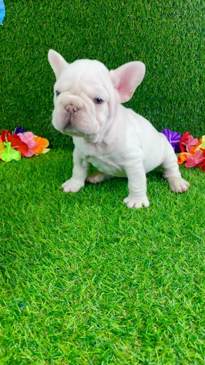 Male French Bulldog puppy named Bruno for sale at Puppy Dreams - Carrollton. video thumbnail