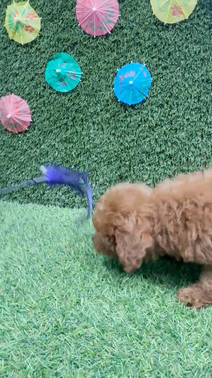Male Mini Poodle puppy named Bobby for sale at Puppy Dreams - Carrollton. video thumbnail