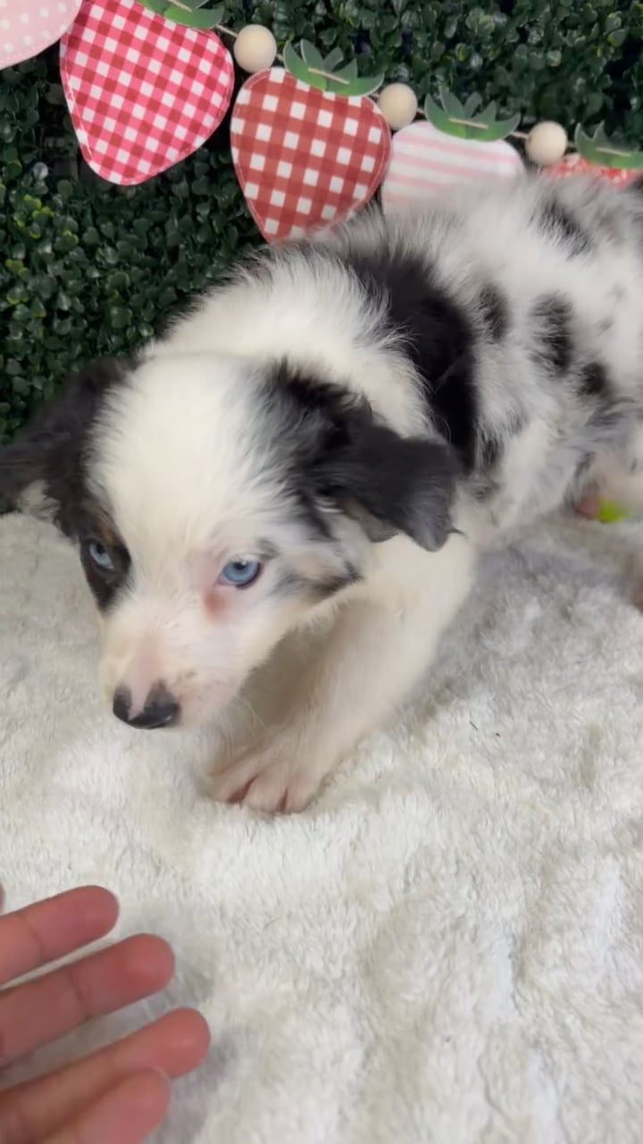 Male Mini Aussie puppy named Blizzard for sale at Puppy Dreams - Garland. video thumbnail