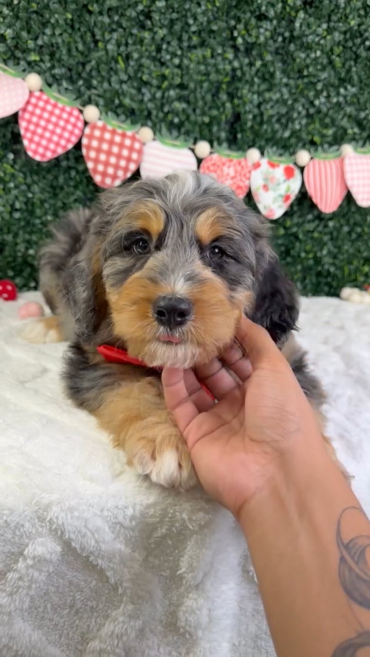 Male Bernedoodle puppy named Ace for sale at Puppy Dreams - Garland. video thumbnail