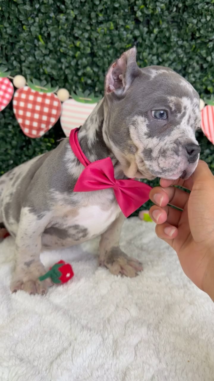 Female American Bully puppy named Ivy for sale at Puppy Dreams - Garland. video thumbnail