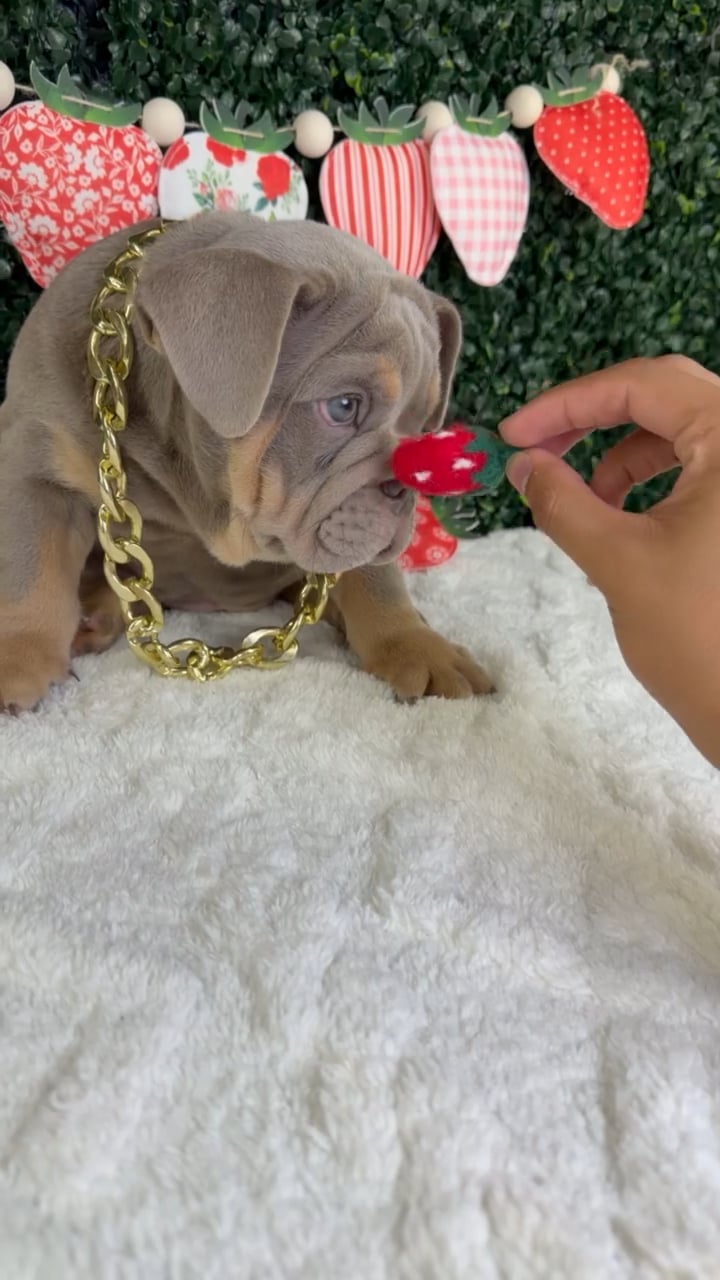 Male English Bulldog puppy named Bruno for sale at Puppy Dreams - Garland. video thumbnail