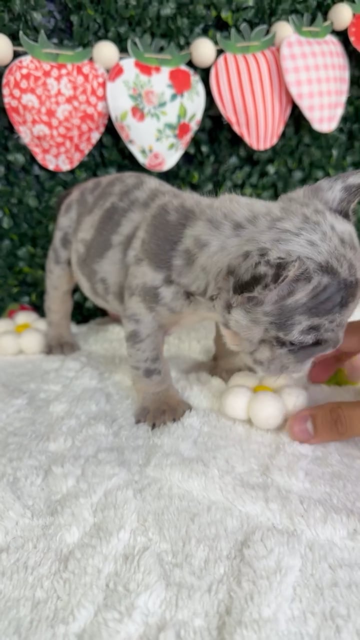 Female French Bulldog puppy named Gigi for sale at Puppy Dreams - Garland. video thumbnail