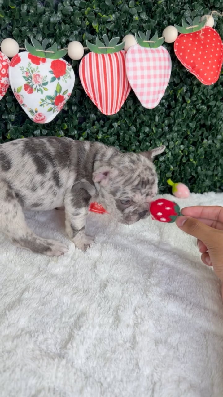 Female French Bulldog puppy named Lily for sale at Puppy Dreams - Garland. video thumbnail