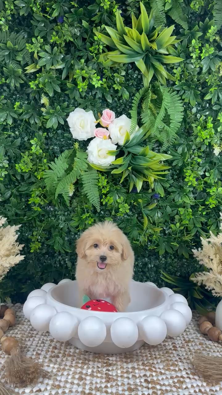 Female Pom-A-Poo puppy named Amelia for sale at Puppy Dreams - Katy. video thumbnail