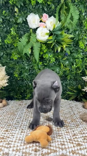 Male Cane Corso puppy named Arthur for sale at Puppy Dreams - Katy. video thumbnail