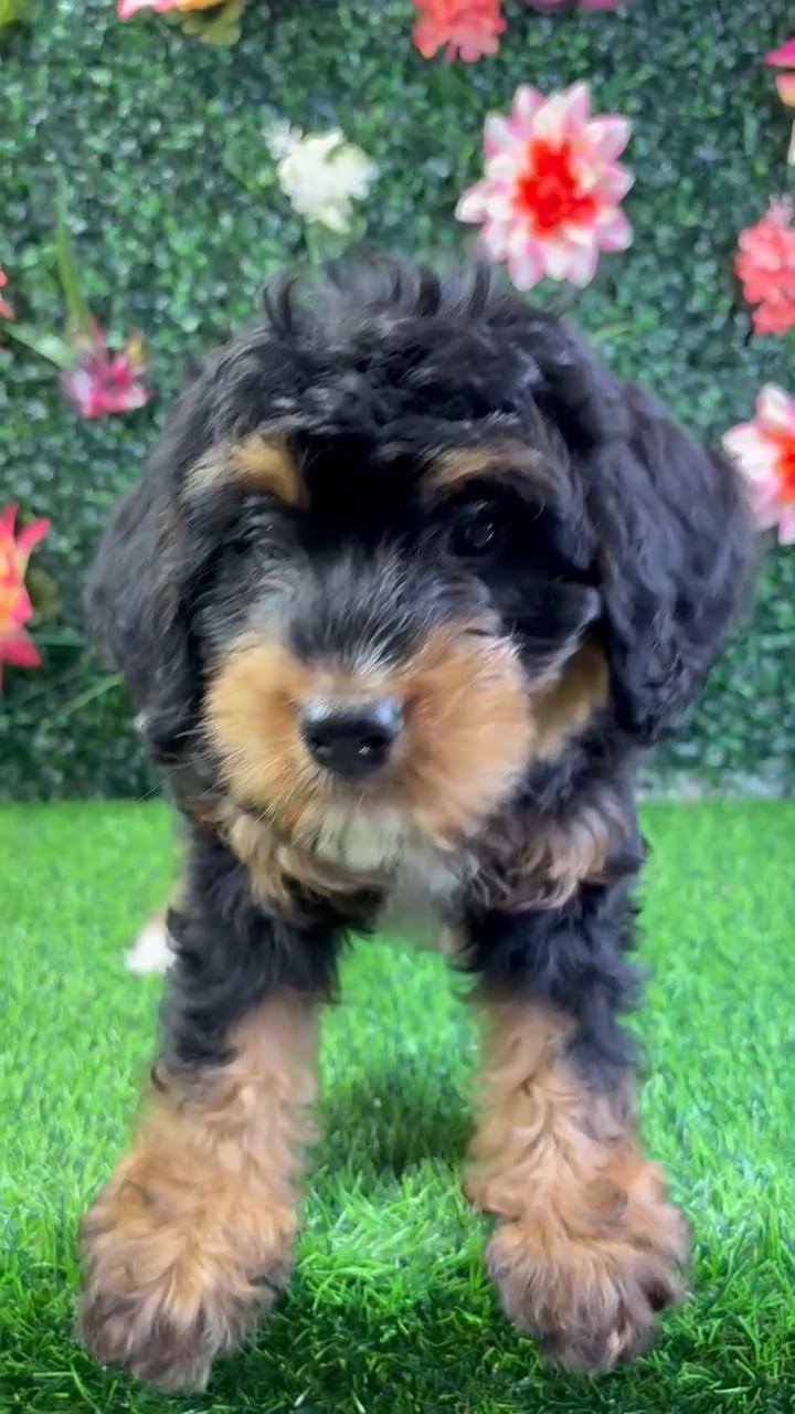 Female Bernedoodle puppy named Haley for sale at Puppy Dreams - Wichita West. video thumbnail