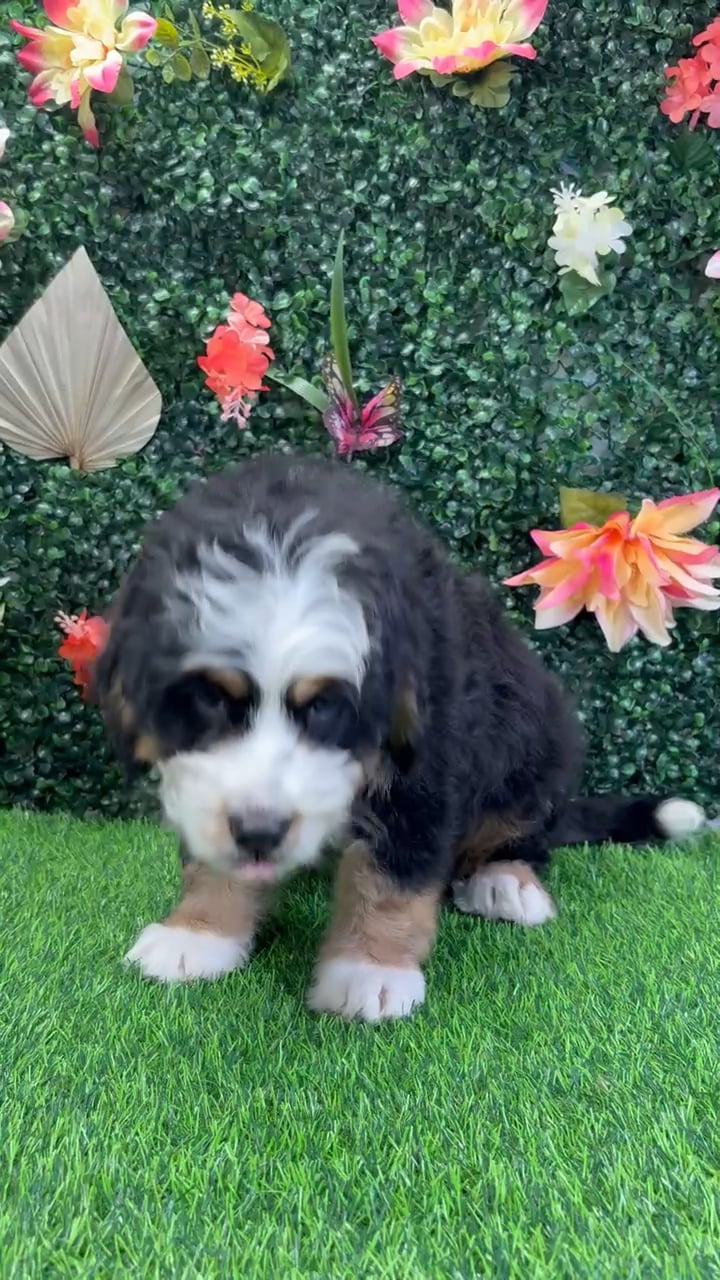Male Bernedoodle puppy named Phil for sale at Puppy Dreams - Wichita West. video thumbnail