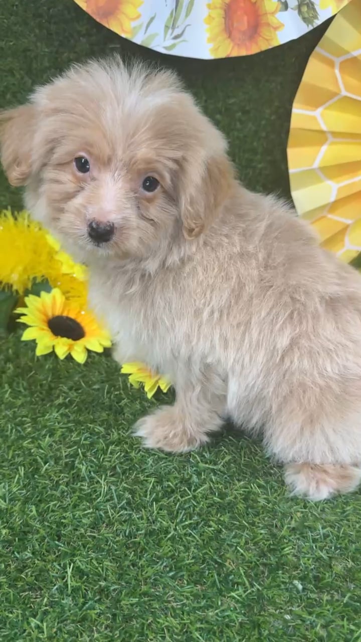 Male Pom-A-Poo puppy named Orange for sale at Puppy Dreams - Arlington. video thumbnail