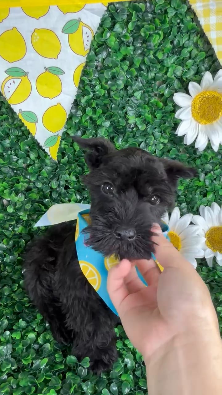 Male Mini Schnauzer puppy named Bruno for sale at Puppy Dreams - North Richland Hills. video thumbnail