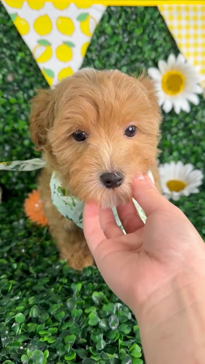 Male Maltipoo puppy named Enzo for sale at Puppy Dreams - North Richland Hills. video thumbnail
