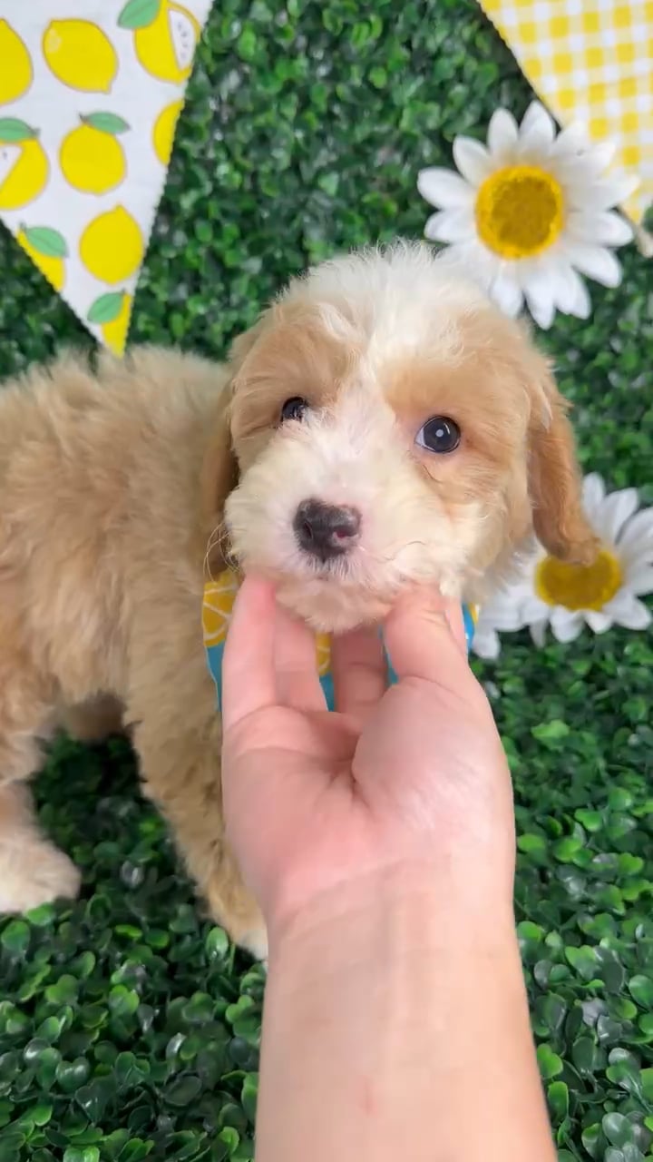 Male Bichon-Poodle puppy named Toby for sale at Puppy Dreams - North Richland Hills. video thumbnail
