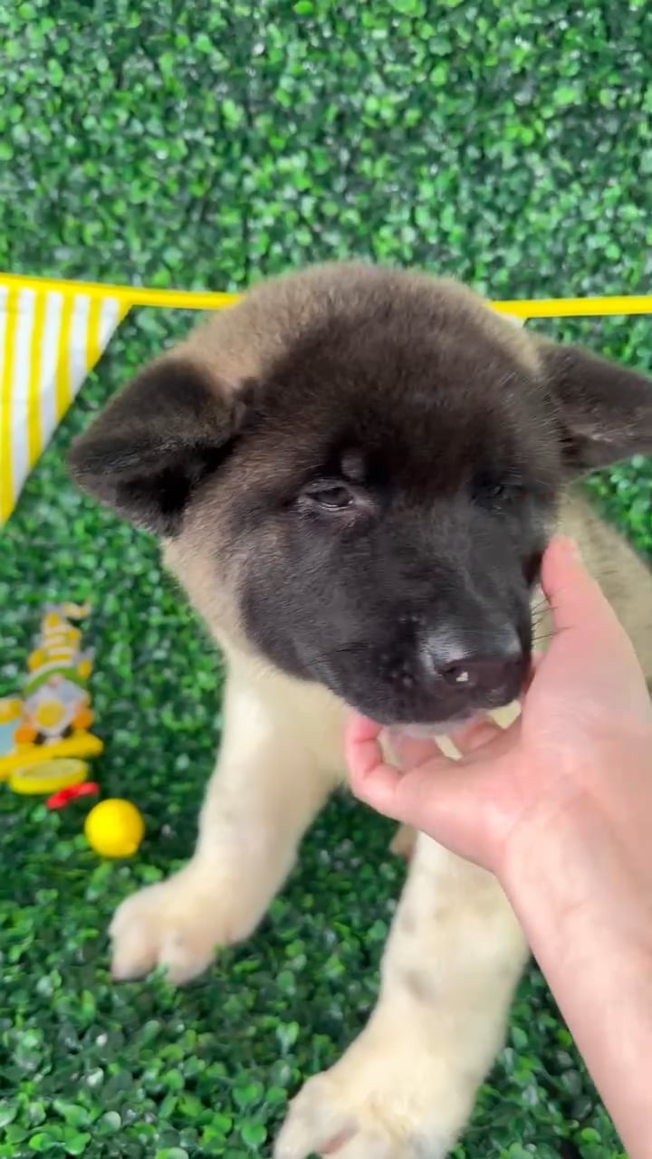 Male Akita puppy named Koda for sale at Puppy Dreams - North Richland Hills. video thumbnail