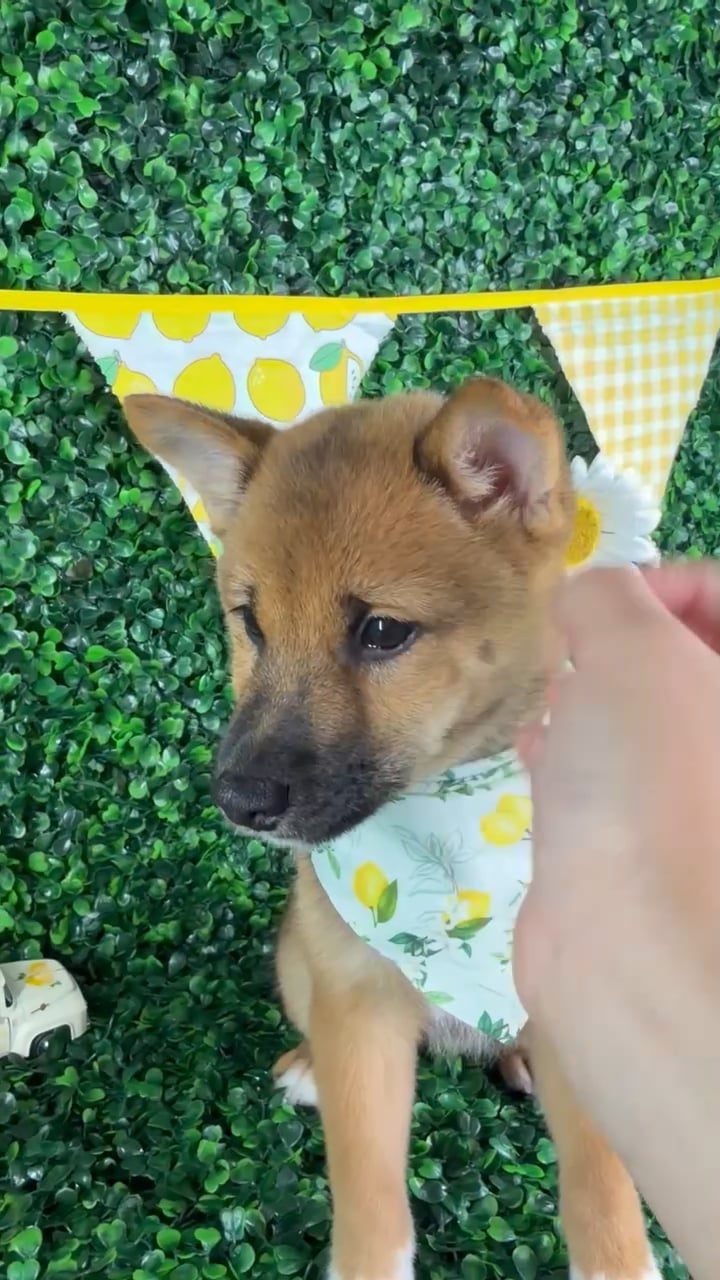 Male Shiba Inu puppy named Kai for sale at Puppy Dreams - North Richland Hills. video thumbnail