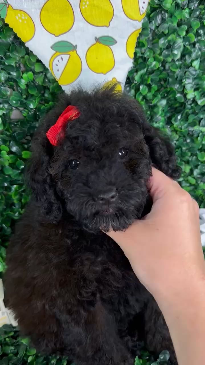 Female Toy Poodle puppy named Princess for sale at Puppy Dreams - North Richland Hills. video thumbnail