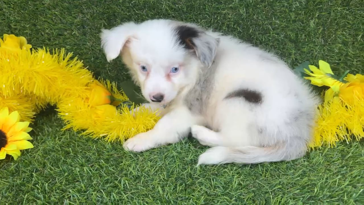 Male Mini Aussie puppy named Ghost for sale at Puppy Dreams - Arlington. video thumbnail