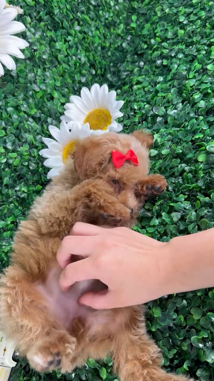 Female Toy Poodle puppy named Mia for sale at Puppy Dreams - North Richland Hills. video thumbnail