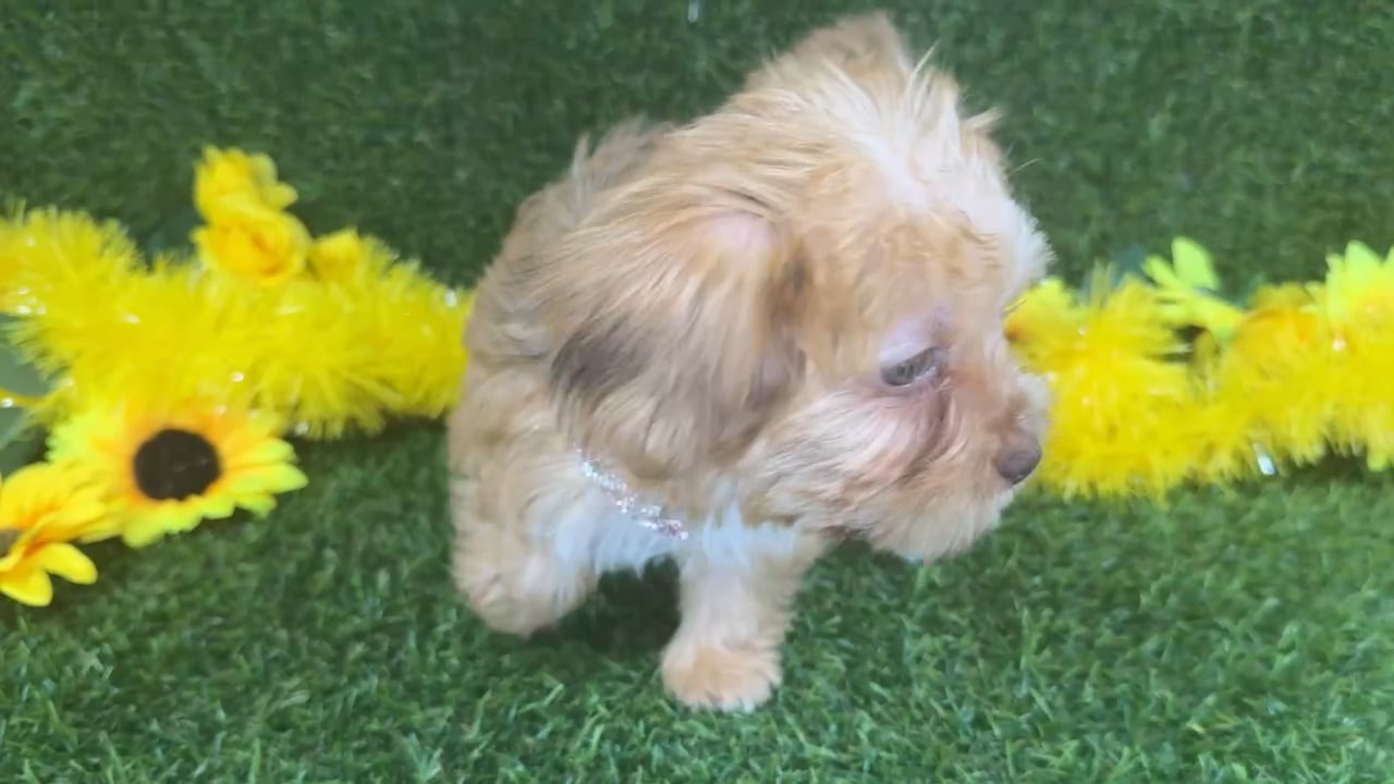 Female Shorkie puppy named Chai for sale at Puppy Dreams - Arlington. video thumbnail
