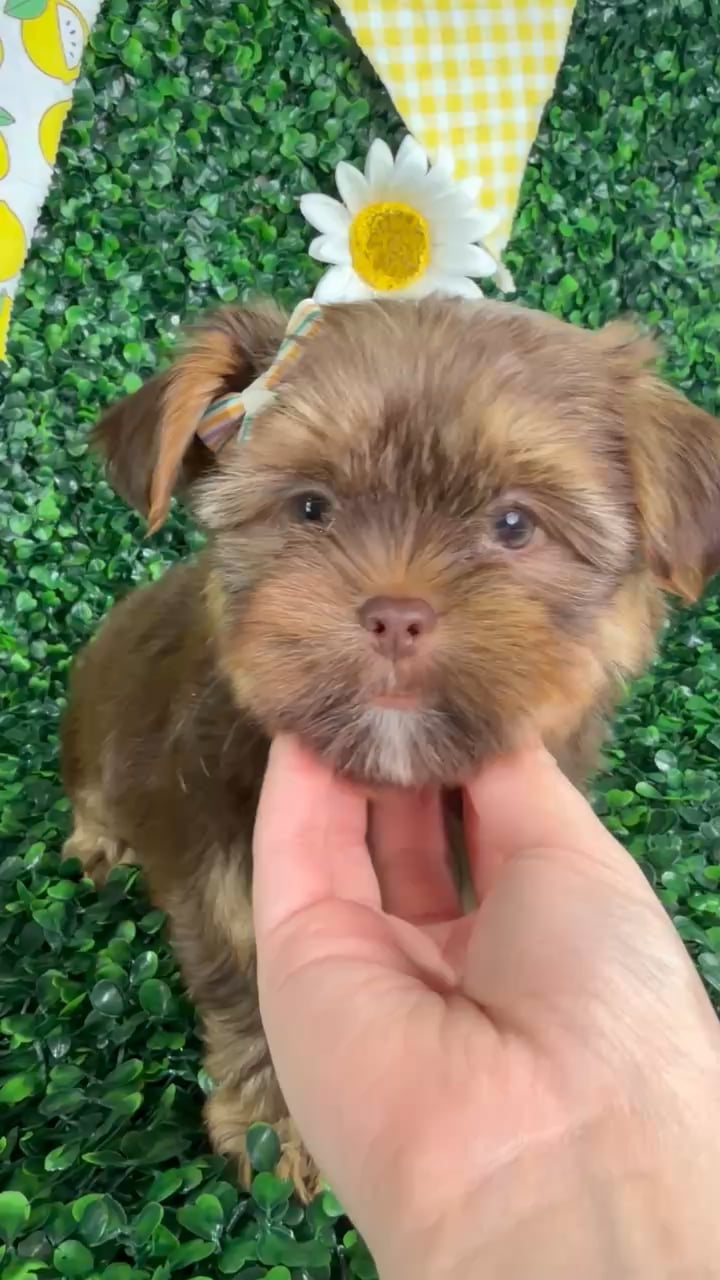 Female Shorkie puppy named Ellie for sale at Puppy Dreams - North Richland Hills. video thumbnail