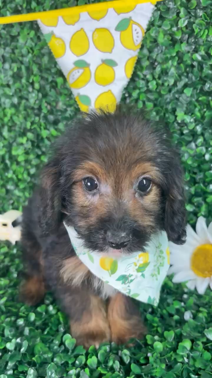 Male Cockapoo puppy named Teddy for sale at Puppy Dreams - North Richland Hills. video thumbnail