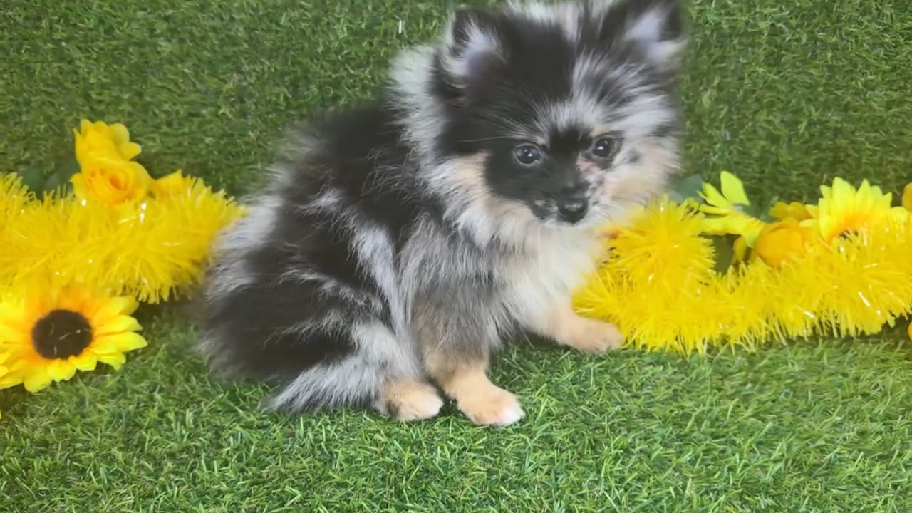 Female Pomeranian puppy named August for sale at Puppy Dreams - Arlington. video thumbnail
