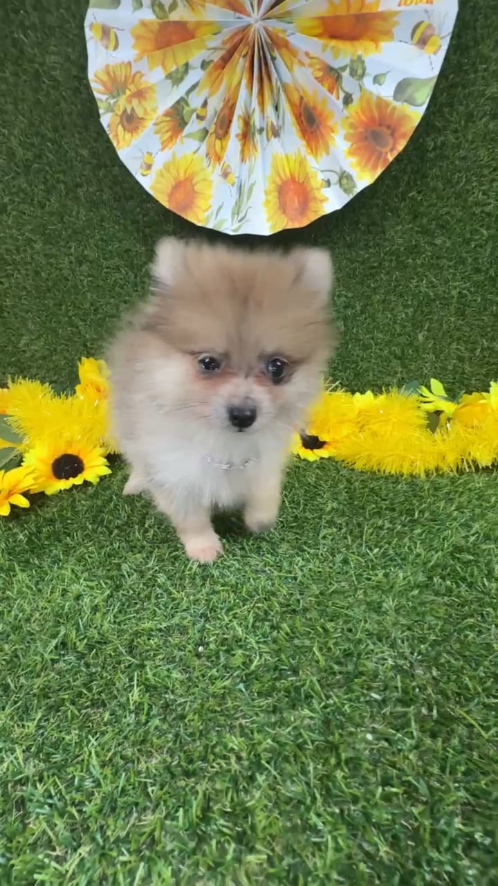 Female Pomeranian puppy named Trix for sale at Puppy Dreams - Arlington. video thumbnail
