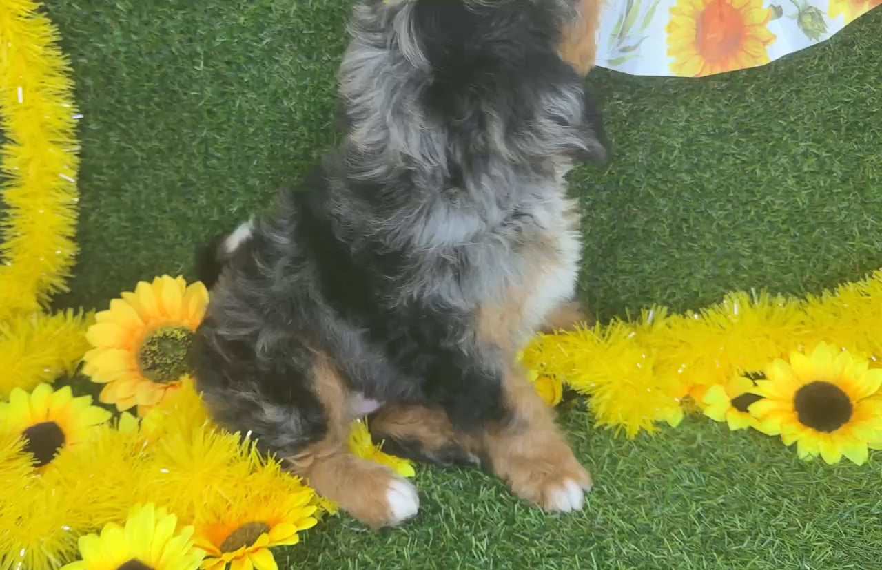 Female Bernedoodle puppy named Autumn for sale at Puppy Dreams - Arlington. video thumbnail