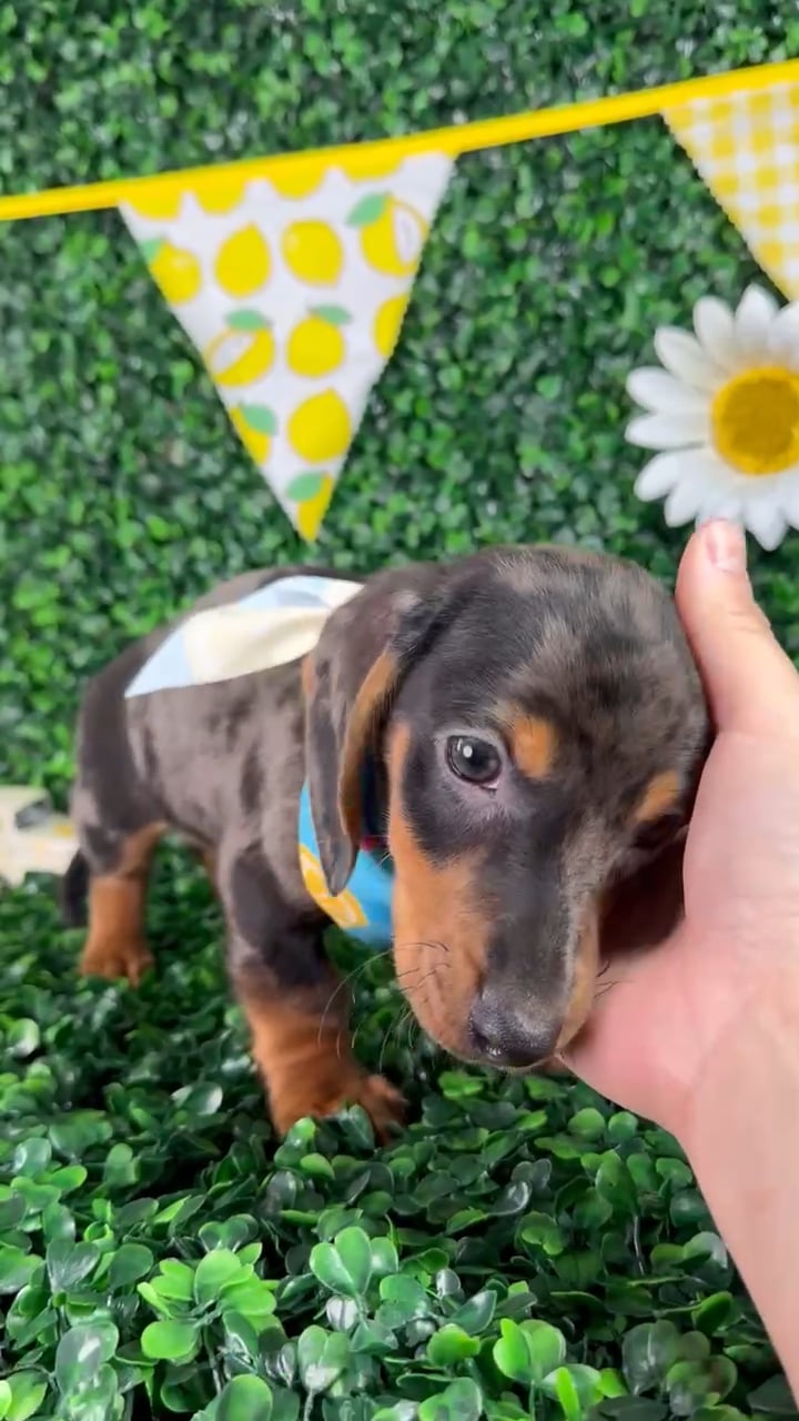 Male Dachshund puppy named Winston for sale at Puppy Dreams - North Richland Hills. video thumbnail
