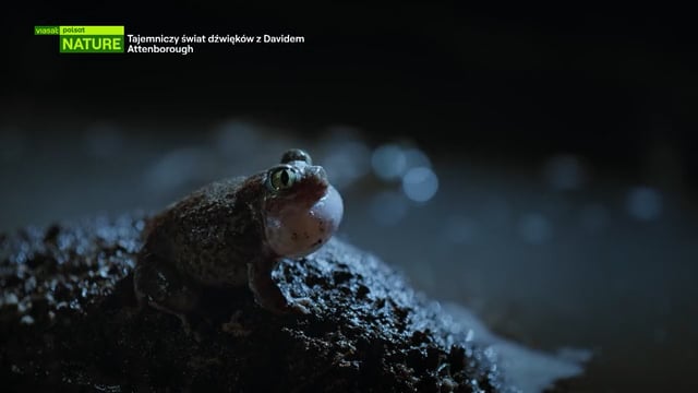 Tajemniczy świat dźwięków z Davidem Attenborough