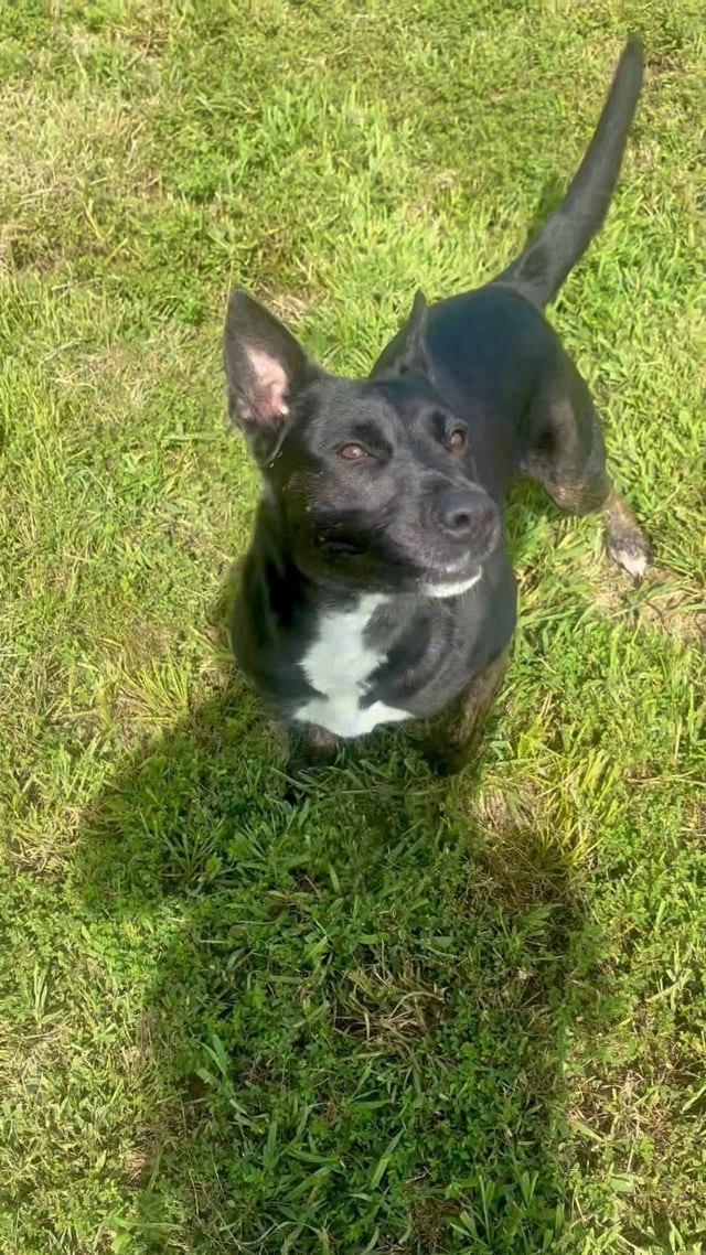 Enlarge Baby Yoda, a ADOPTABLE mixed breed in Stafford, VA video 4/4