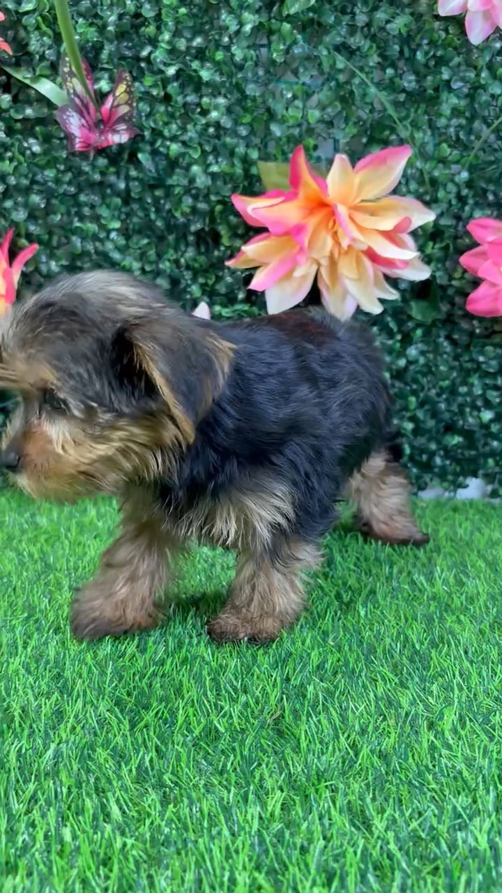 Female Yorkie puppy named Stevie for sale at Puppy Dreams - Wichita West. video thumbnail