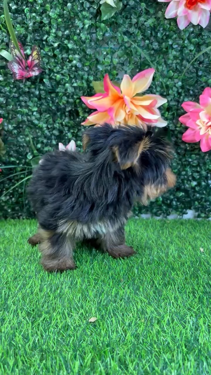 Male Yorkie puppy named Bowie for sale at Puppy Dreams - Wichita West. video thumbnail