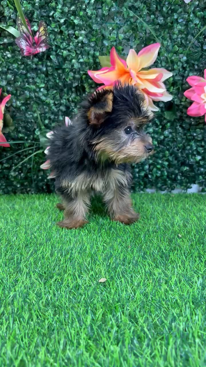 Male Yorkie puppy named Prince for sale at Puppy Dreams - Wichita West. video thumbnail