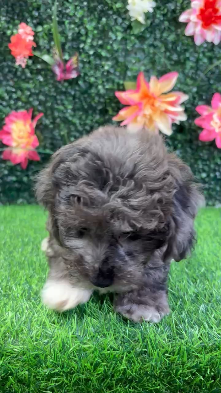 Male Bichon-Poodle puppy named Parker for sale at Puppy Dreams - Wichita West. video thumbnail