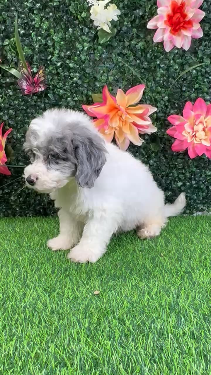 Male Bichon-Poodle puppy named Porter for sale at Puppy Dreams - Wichita West. video thumbnail