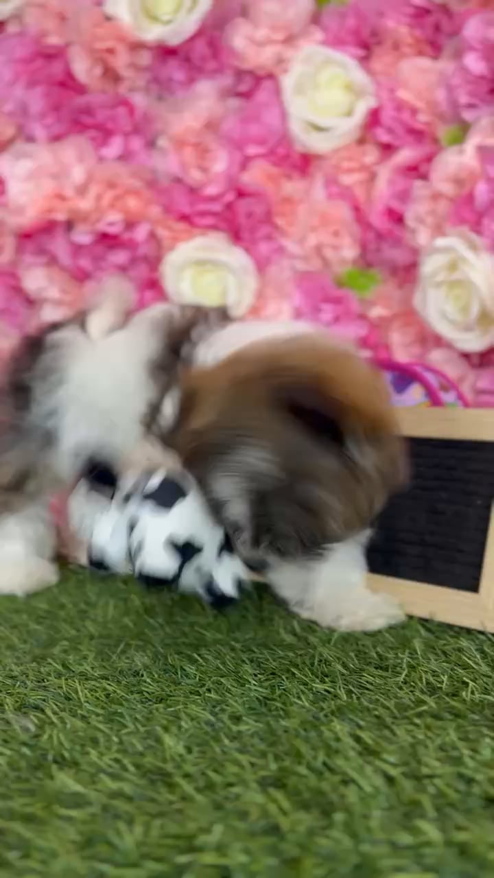 Female Teddy Bear (Zuchon) puppy named Beth for sale at Pet Express Braintree. video thumbnail