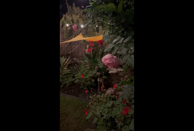 Video 1: 