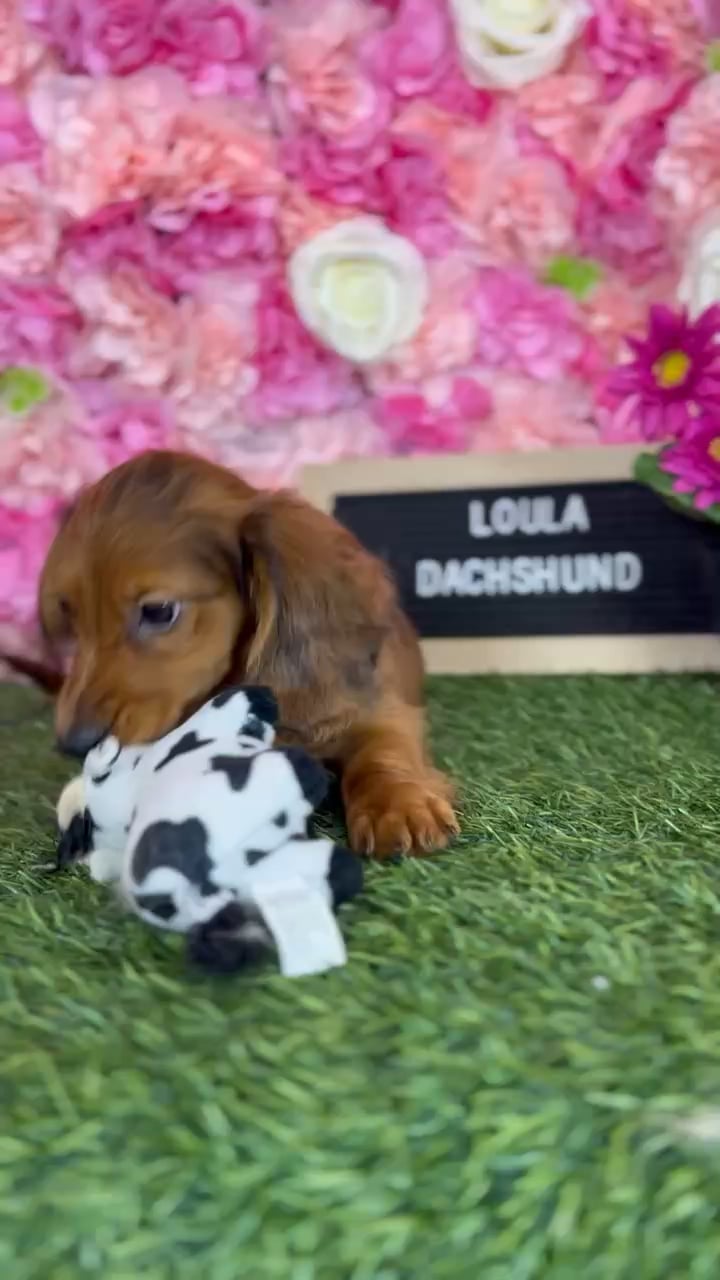 Female Dachshund puppy named Loula for sale at Pet Express Braintree. video thumbnail