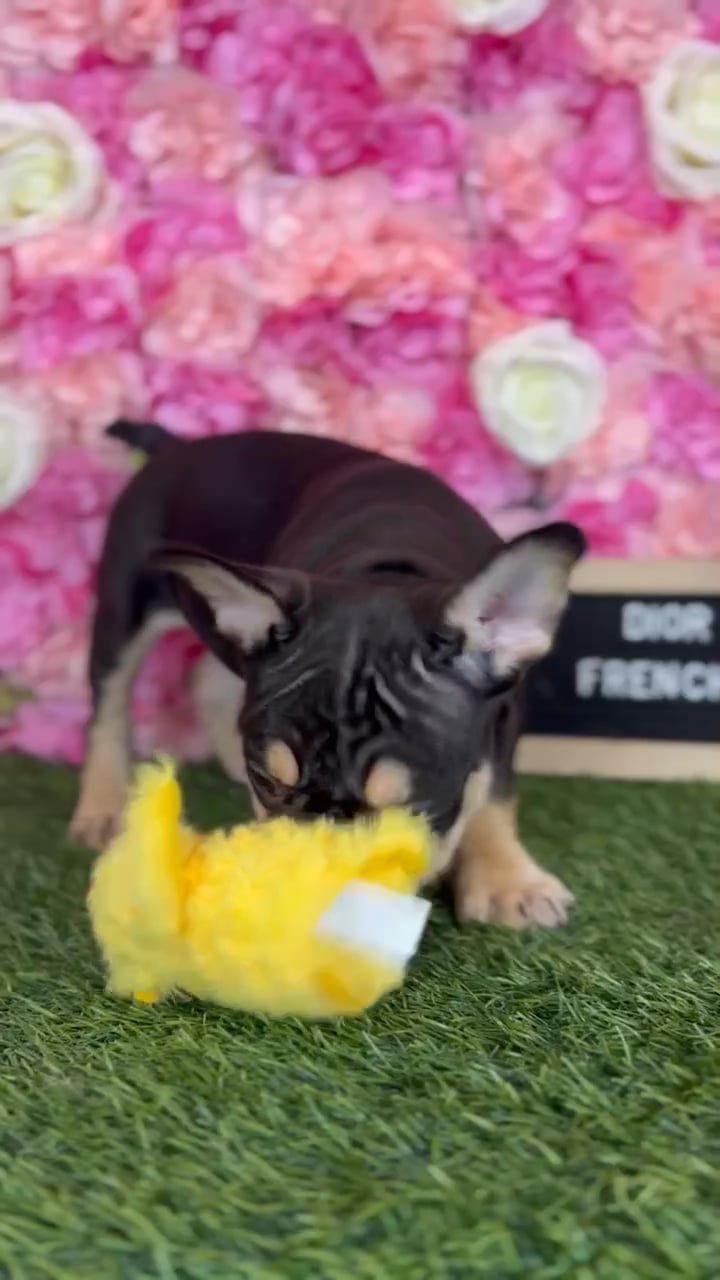 Female French Bulldog puppy named Dior for sale at Pet Express Braintree. video thumbnail
