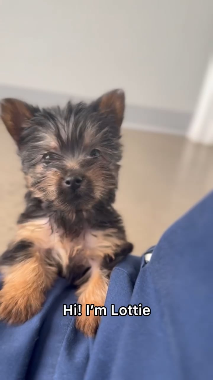 Female Silky Terrier puppy named Lottie for sale at The Puppy Palace CT. video thumbnail
