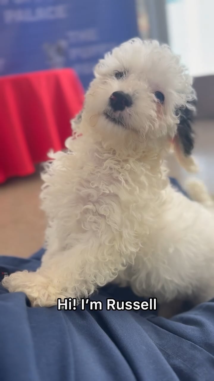 Male Toy Poodle puppy named Russell for sale at The Puppy Palace CT. video thumbnail