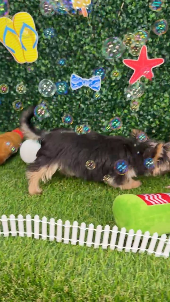 Female Morkie puppy named Daphne for sale at Puppy Dreams - Missouri City. video thumbnail