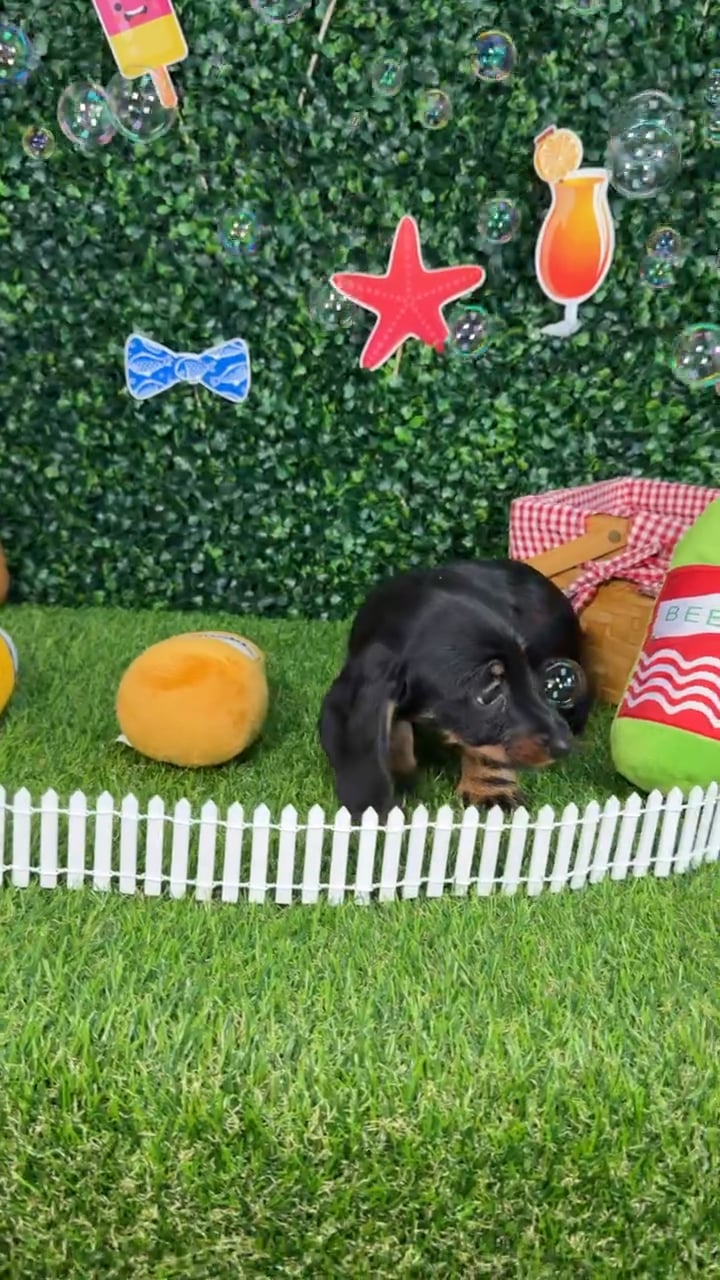 Female Dachshund puppy named Frankie for sale at Puppy Dreams - Missouri City. video thumbnail