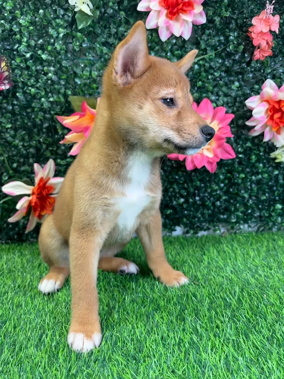 Female Shiba Inu puppy named Oni for sale at Puppy Dreams - Wichita West. video thumbnail