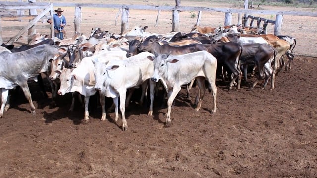 Lote 05C