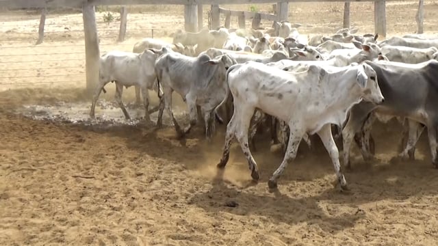 Lote 03C