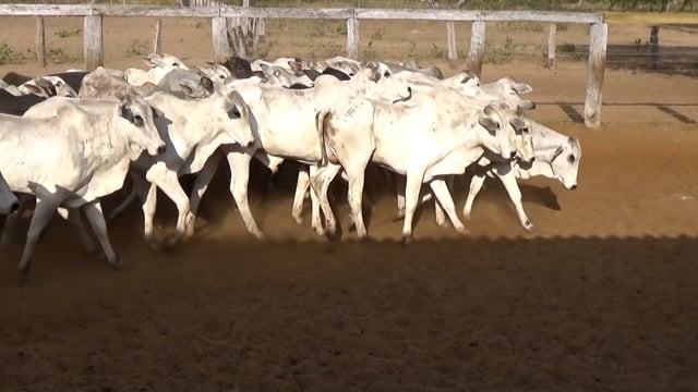 Lote 02C