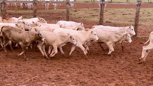 Lote 07C