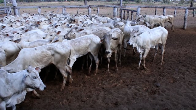 Lote 06C