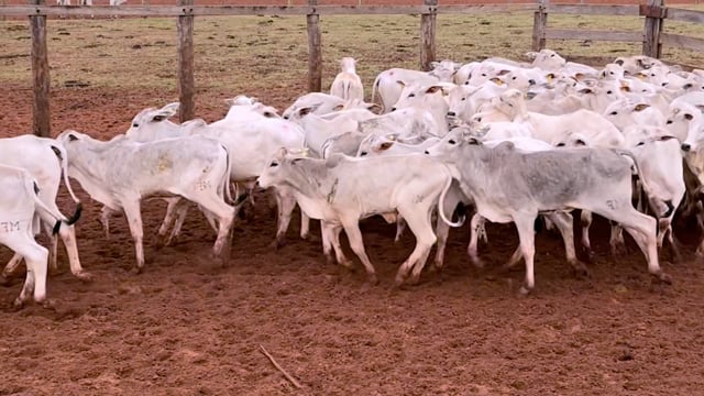 Lote 08C